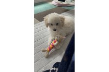 雪丸の写真3枚目