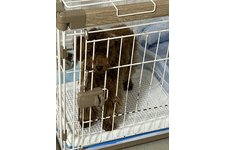 ももの写真1枚目