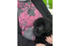 スズの写真2枚目