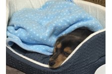 ジャスミンの写真1