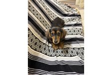 ジャスミンの写真2