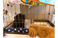 クッキーの写真1