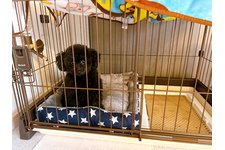 クッキーの写真2