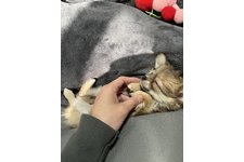 コンコンの写真1