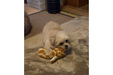 風（ふう）の写真1