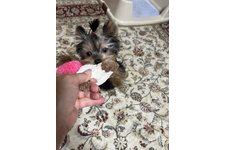 みう(未羽)の写真1