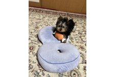 みう(未羽)の写真2