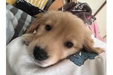 夢桜（ゆら）の写真1