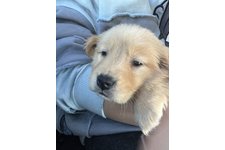 夢桜（ゆら）の写真2