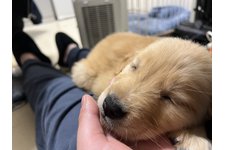 夢桜（ゆら）の写真3