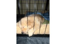 夢桜（ゆら）の写真4