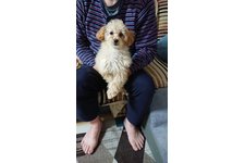 めいの写真1枚目