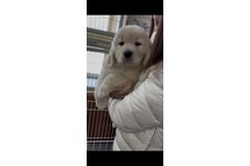 オリバーの写真1