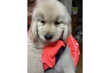 オリバーの写真2