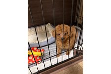 ちゃちゃ丸の写真2