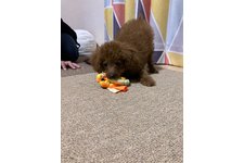 ちゃちゃ丸の写真3