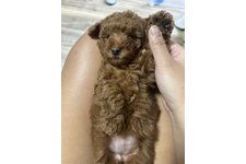 アンバーの写真1