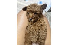 アンバーの写真2