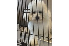 綿郎くんと、寅次郎くんですの写真1