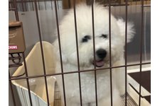 綿郎くんと、寅次郎くんですの写真2