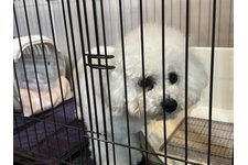 綿郎くんと、寅次郎の写真1