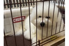 綿郎くんと、寅次郎の写真2