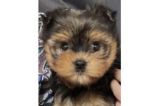 ◯◯◯◯の写真1