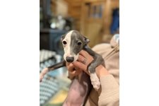 梅(ウメ)の写真1