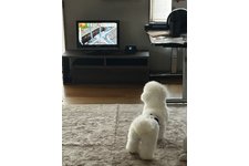 んぽちゃむの写真2