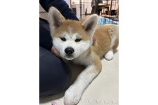 いっち(一)の写真2