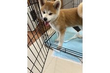 いっち(一)の写真3