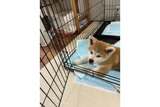 いっち(一)の写真4