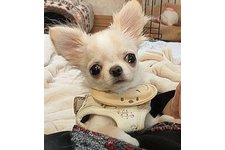 ももすけの写真1