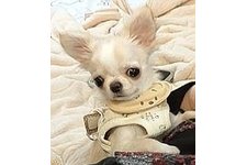 ももすけの写真2