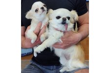 ももすけの写真3