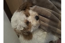 ニュアジュの写真2