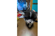 ノアールの写真1