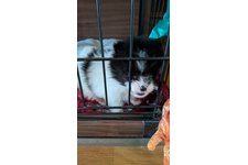 ノアールの写真2