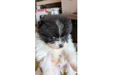 ノアールの写真3