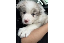 シェリーの写真1