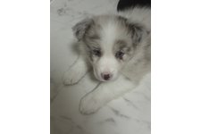 シェリーの写真2