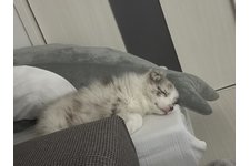 シェリーの写真3