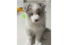 シェリーの写真4