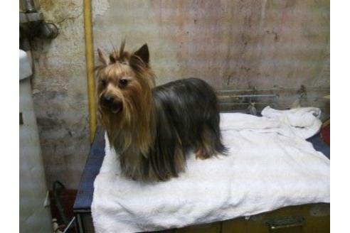 販売中のヨークシャーテリアの親犬