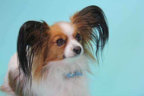 販売中のパピヨンの親犬