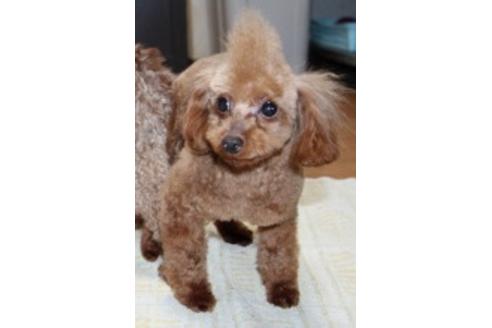 販売中のトイプードルの親犬