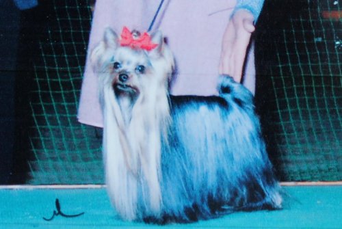 齋藤ブリーダー