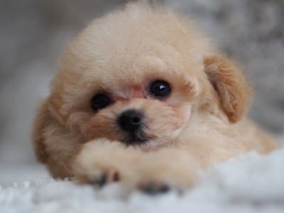 平根ブリーダー