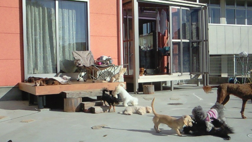 岡田ブリーダー