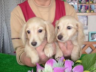 出水ブリーダー